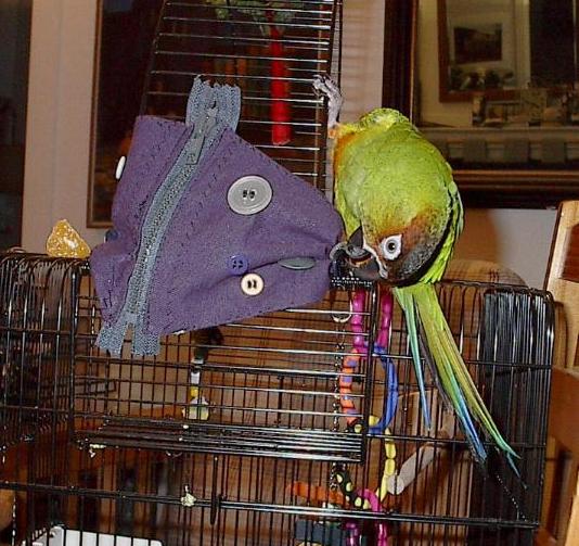 Dakota and toy